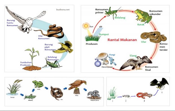 24 Contoh Rantai Makanan dari Berbagai Ekosistem, Gambar, dan Penjelasannya