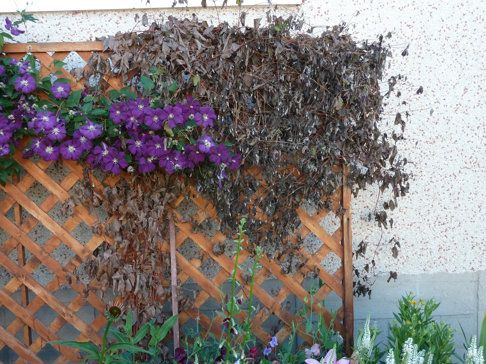 Why Clematis Wilt Will Make You Cry. . . Growing Wisdom Blog