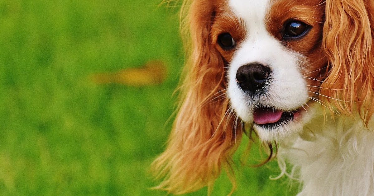 Pets At Home Diabetic Dog Food Pets At Home Diabetic Dog Food
