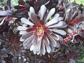 The 2 Minute Gardener: Photo - Purple Crest Aeonium (Aeonium arboreum ...