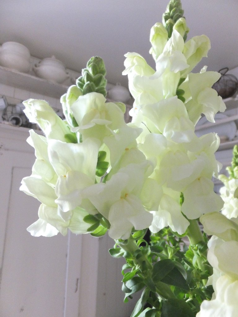 princessgreeneye: Muttertag im Gemüsegarten..........