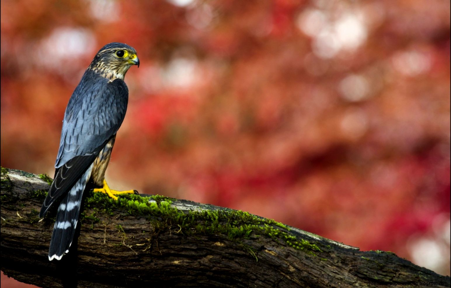 Bird Merlin Falcon