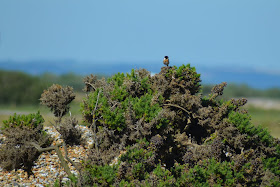 Stonechat down at Dungeness
