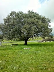 Encina en el Arroyo de la Lancha