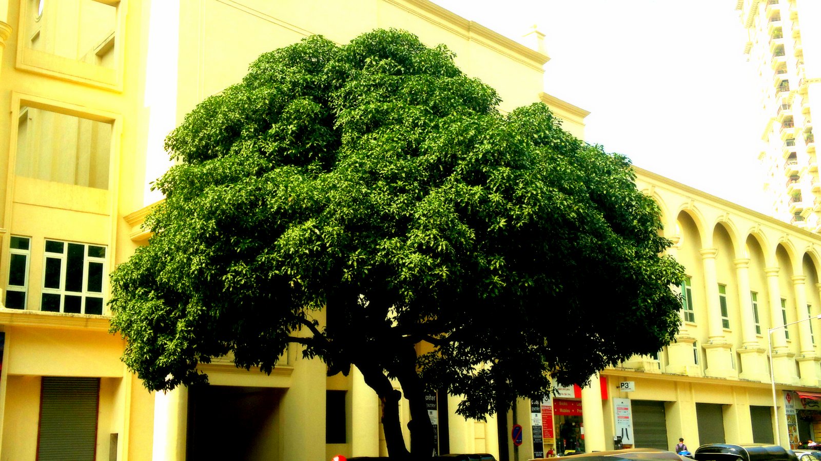 Pictures of Our Life: Tree of Life