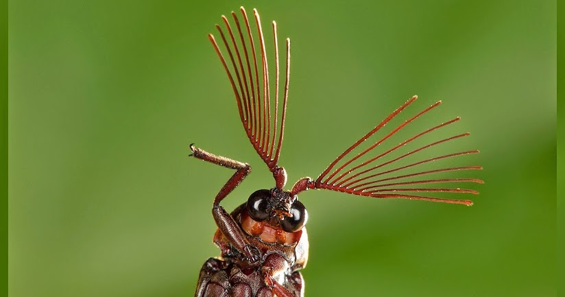 Minibeast Wildlife - Rainforest Encounters: Amazing antennae