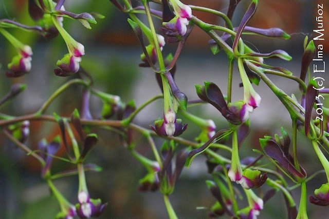 Orquidea Epidendrum melanoporphyreum. 2013 (c) Elma Muñoz