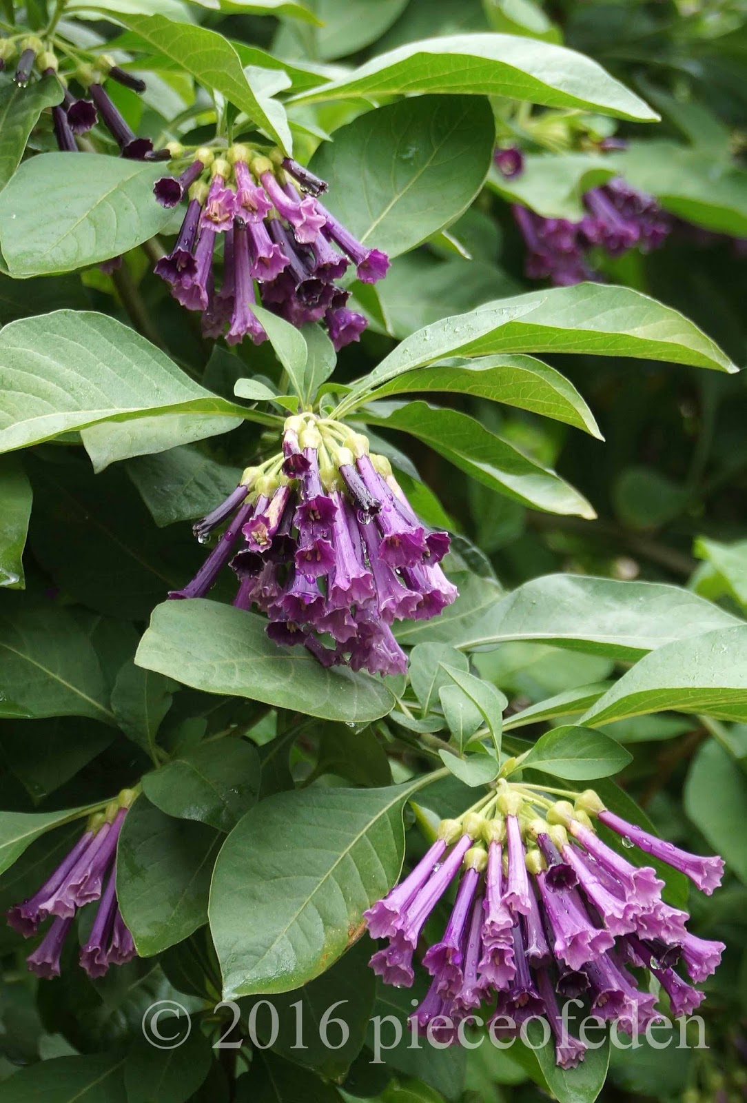 How is the Bismarkia Doing And Grevillea Miscellany