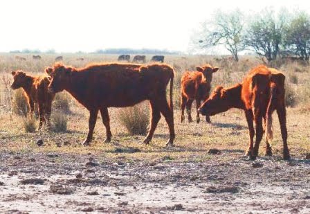 Reportan muerte de 700 reses por sequía en el Chaco
