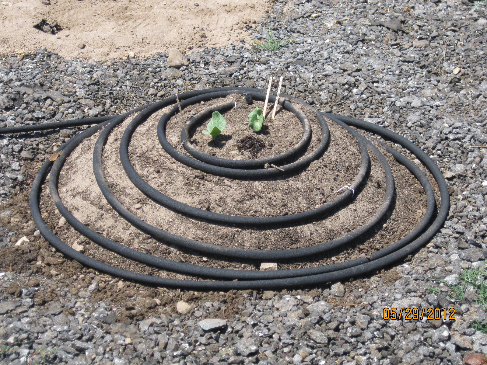 Pumpkinmania!: Giant pumpkin seedlings are transplanted!