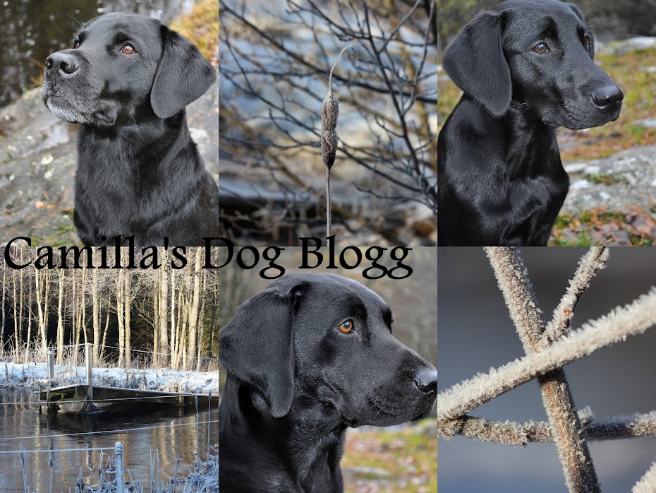 Camilla's Dog Blogg