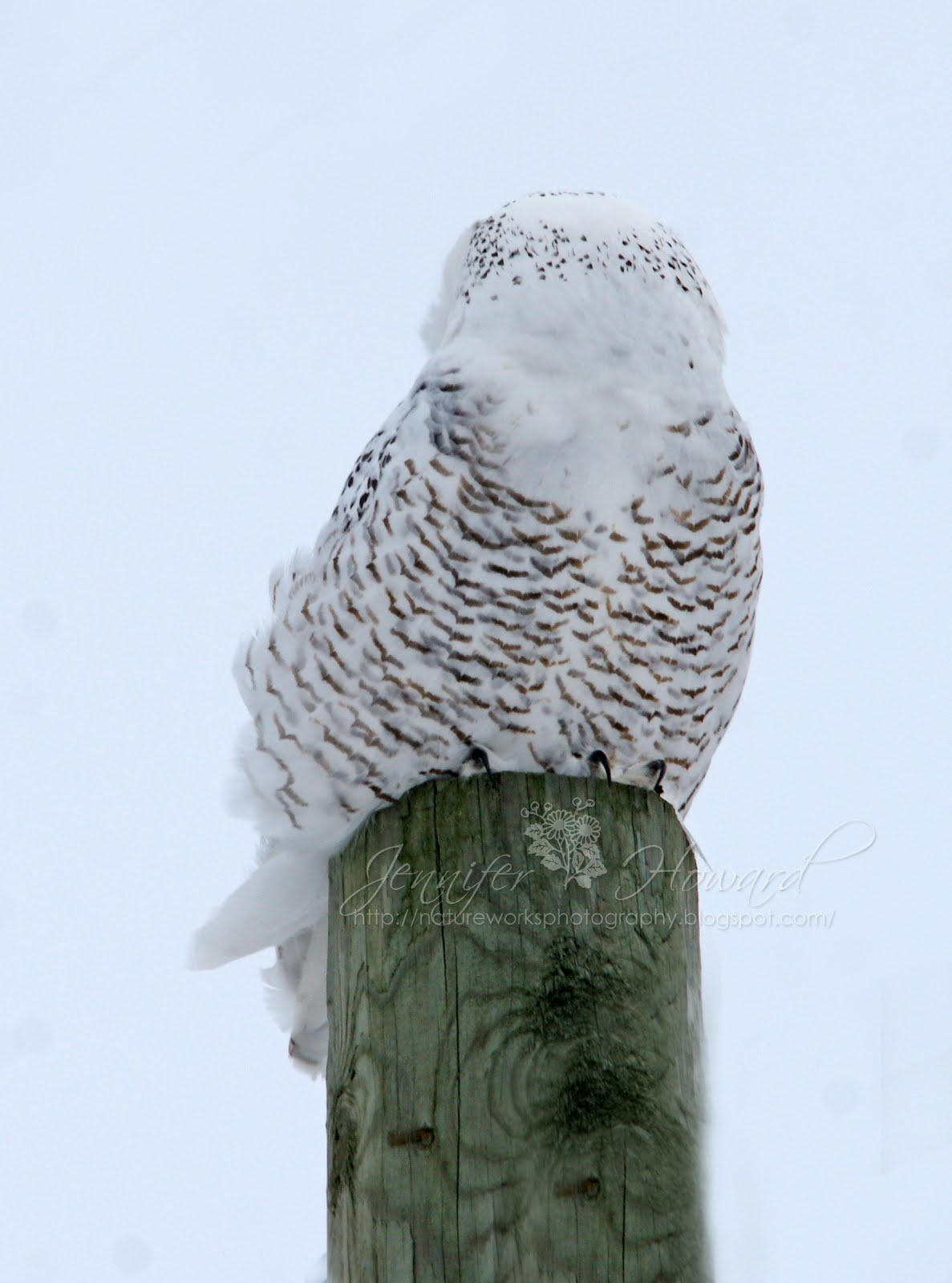 Nature Works Photography: winter owl