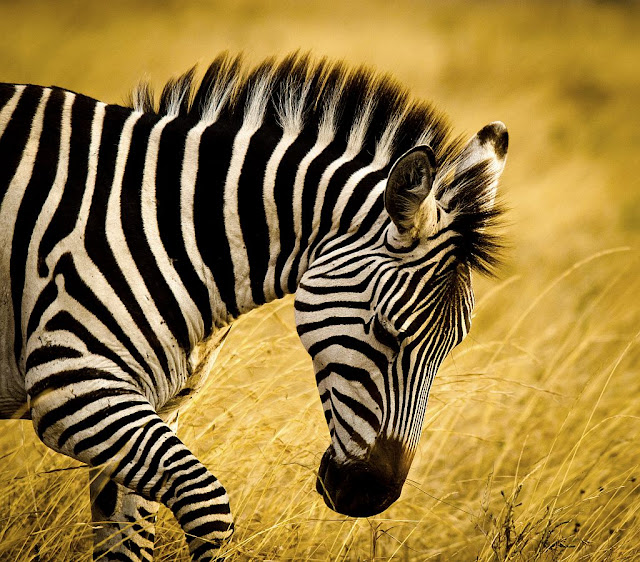Elsen Karstad's 'Pic-A-Day Kenya': Zebra- Nairobi Park, Kenya
