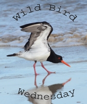 https://paying-ready-attention-gallery.blogspot.com/p/wild-bird-wednesday.html