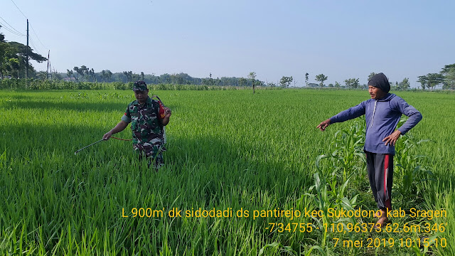 Babinsa Bantu Petani Semprot Hama Tanaman Padi