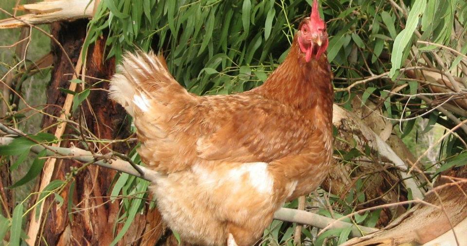 chicken eggs production