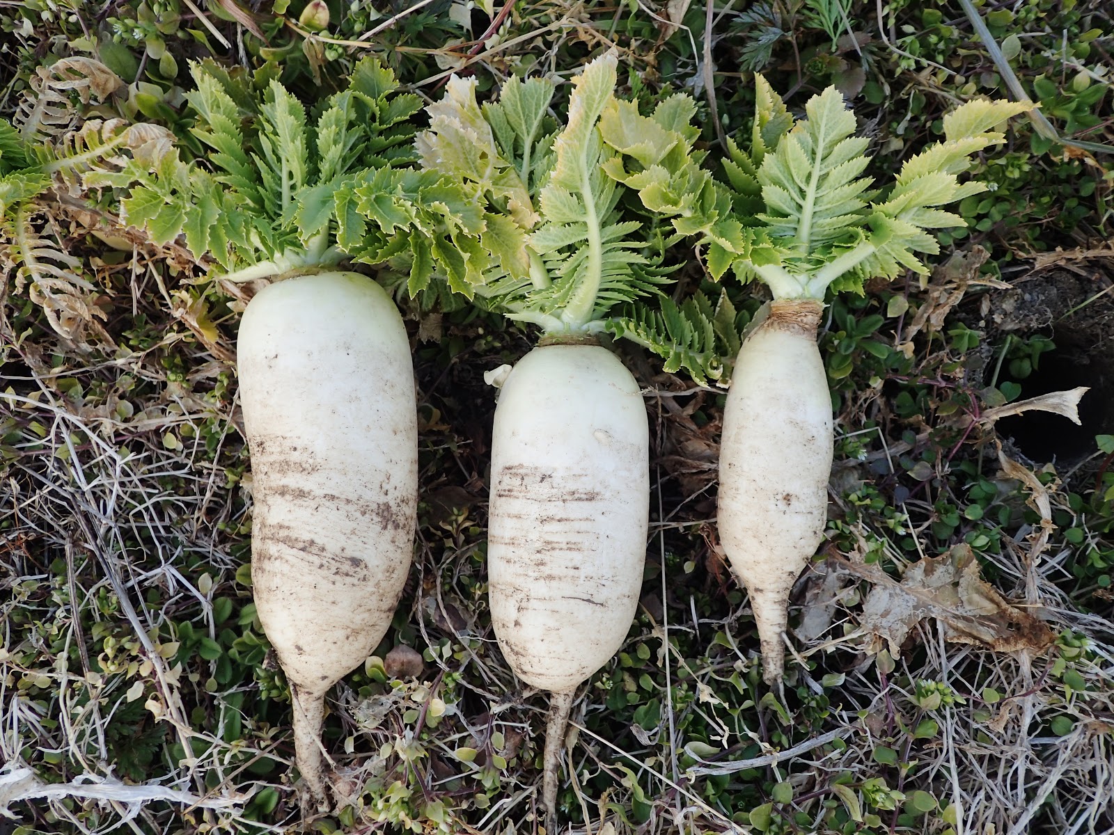 畑で育った白い人参 春の畑仕事を始める 珍妙雑記帖