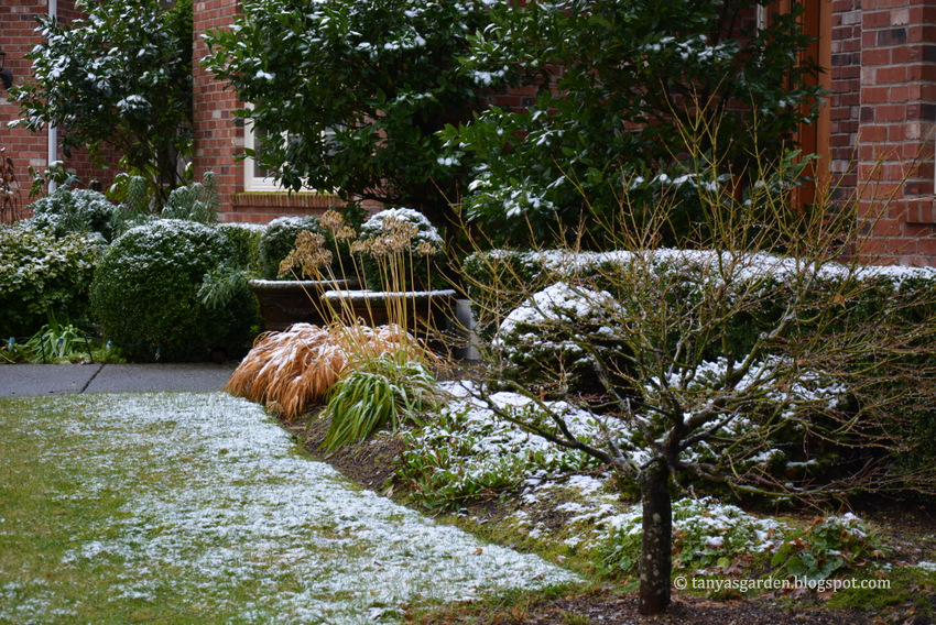 MySecretGarden January Garden. USDA zone 8a. Wordless Wednesday