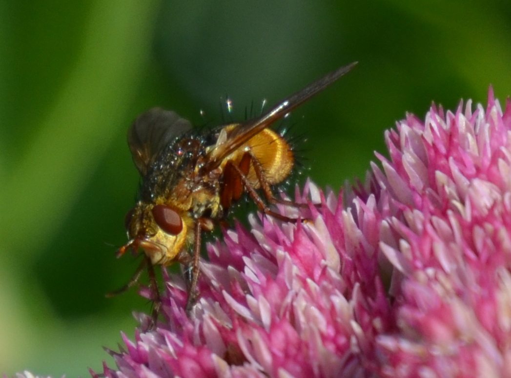 Ps Pictureshop Garten Natur Insekten Nutzlinge