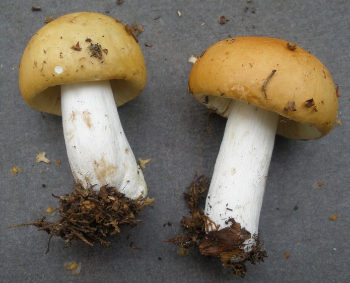 sieniopas