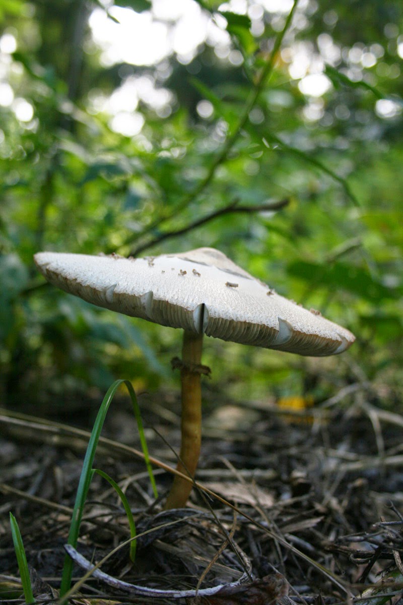 Florida Survival Gardening: 39 Pictures of Mushrooms!