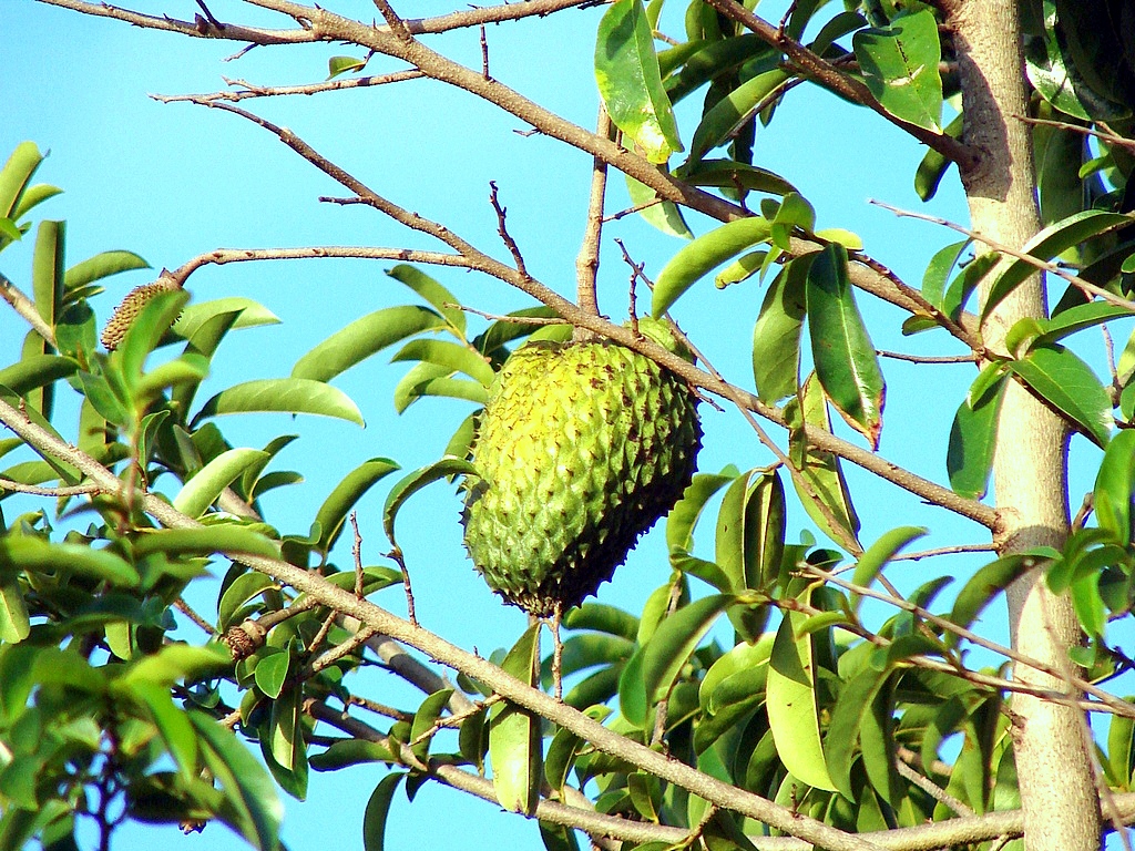 guanabana espadrilles