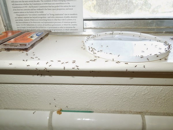 An Easy Way to Get Rid of Annoying Crawling Insects Like Ants without Poisons