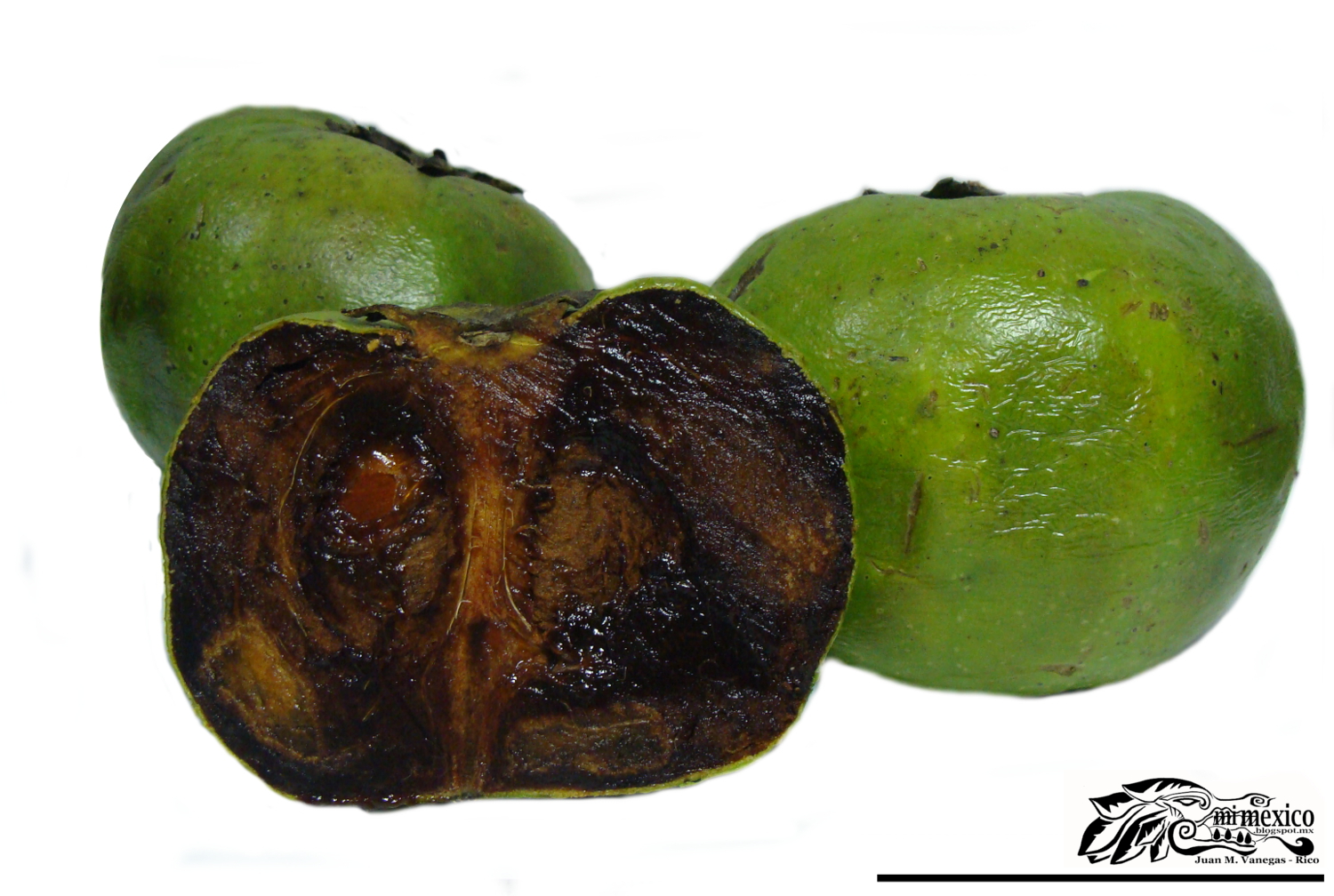 Folklore de México Zapote negro Diospyros nigra (Gmel.) Perr
