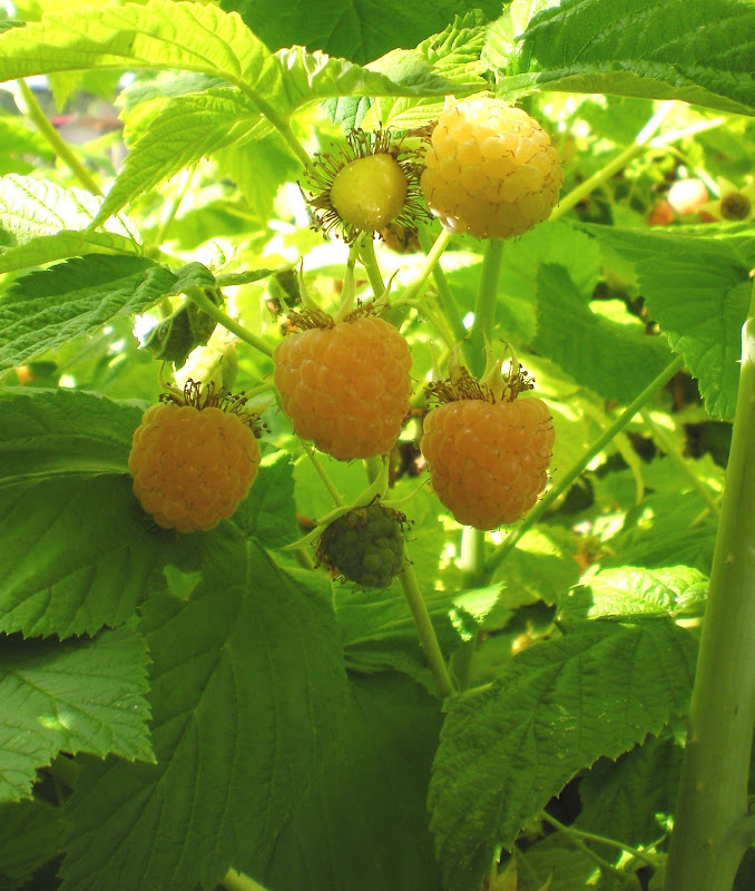 Gardening With Grace: I Had Raspberries For Dinner