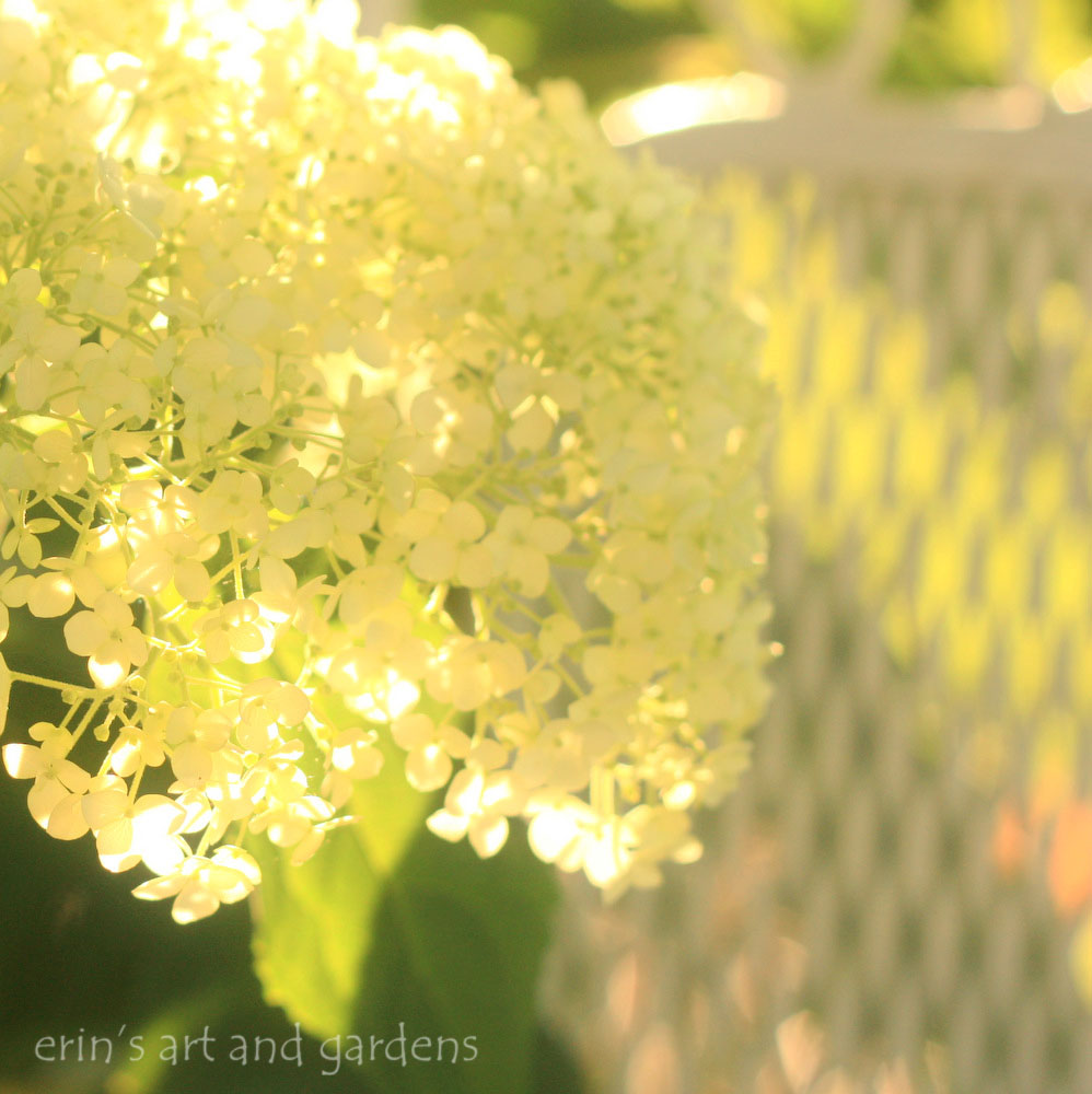 erin's art and gardens light through the larkspur