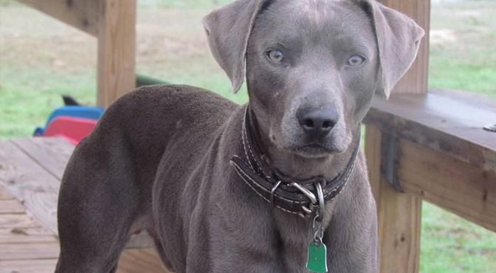 Texas Blue Lacy Dog Breed