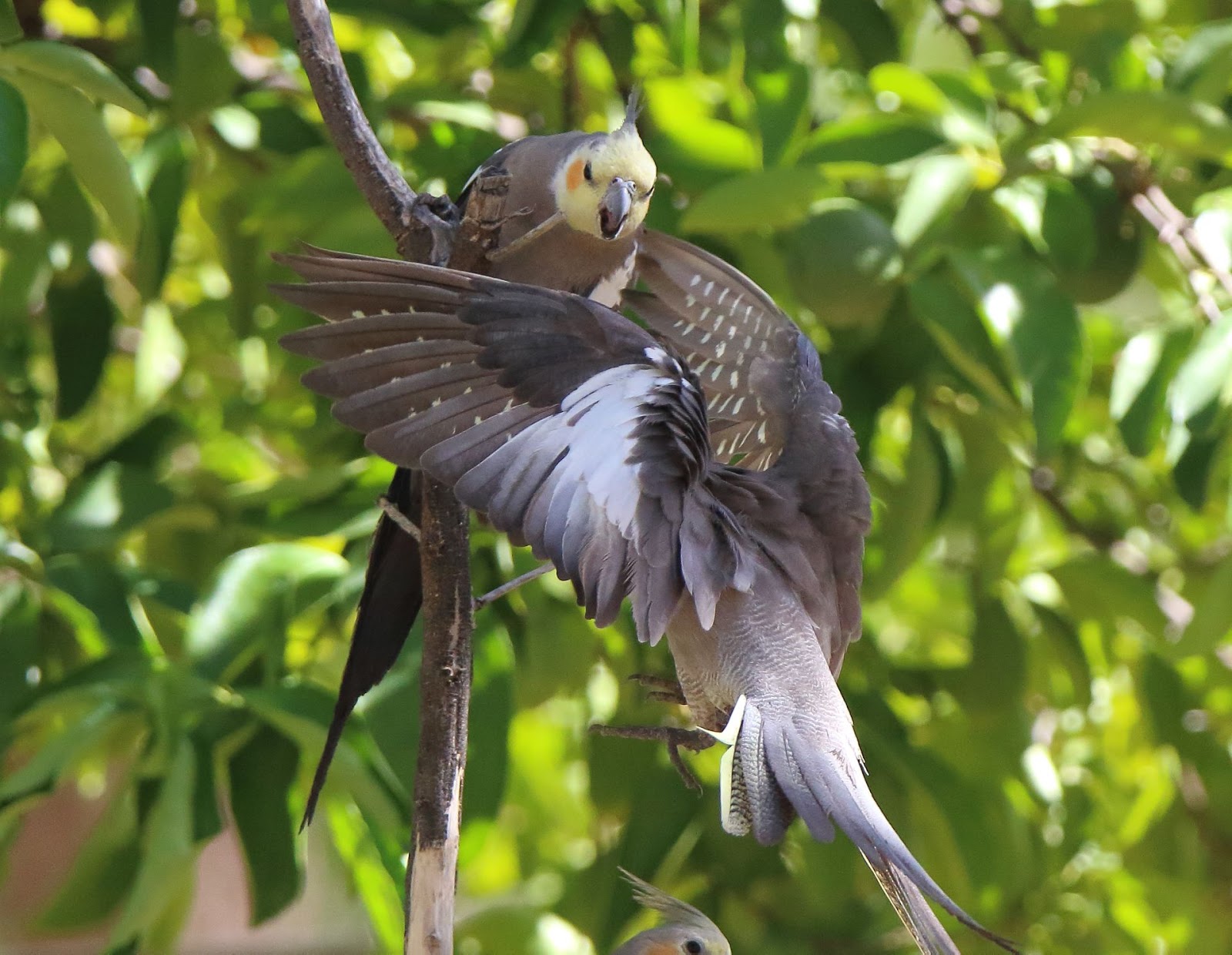 Richard Waring's Birds of Australia Wild Cockatiel family fun in the