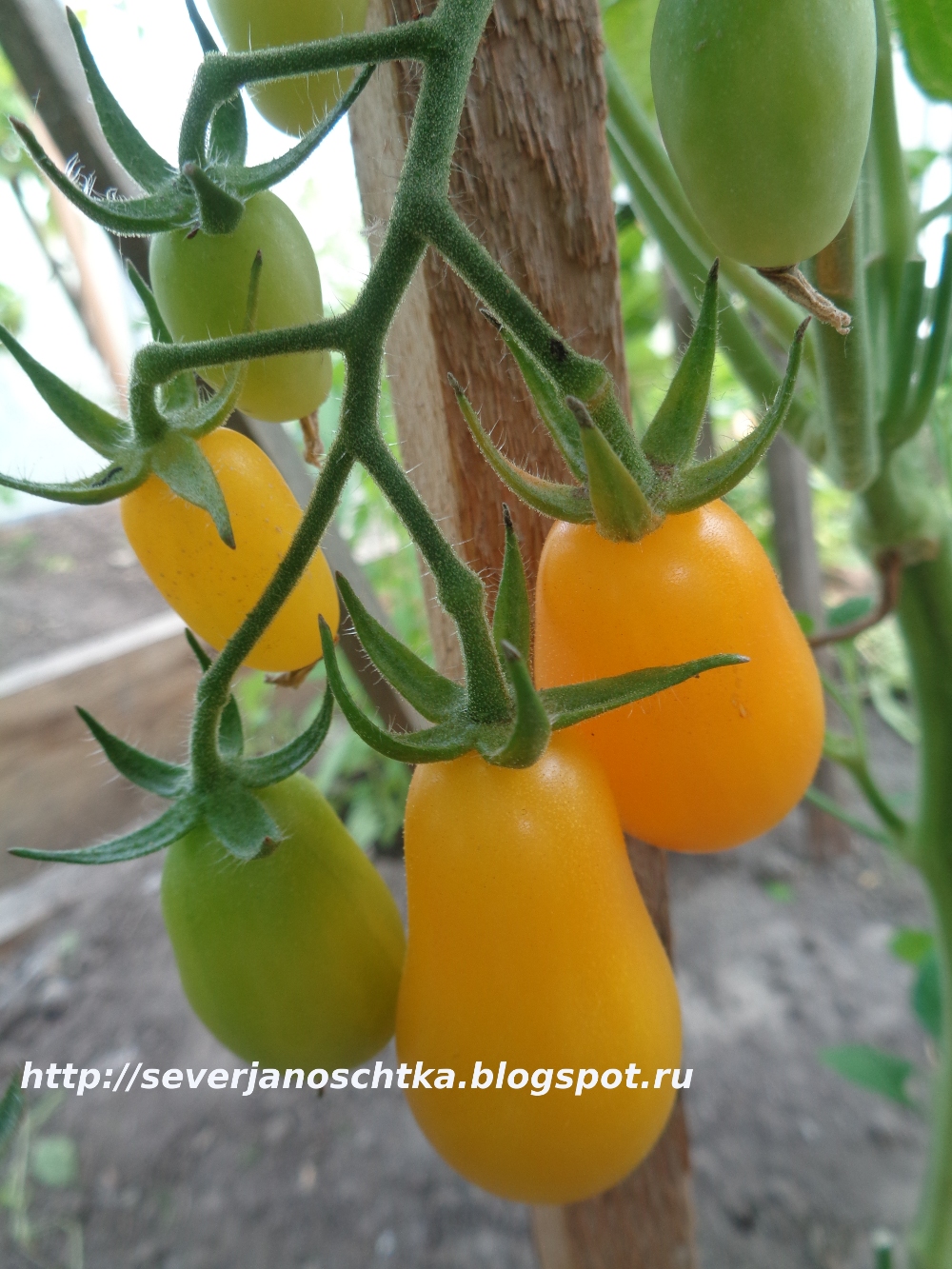 Томаты Медовая Капля Фото