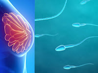 Manfaat Ampuh Menelan Cairan Sperma Dapat Mengurangi Resiko Kanker Payudara