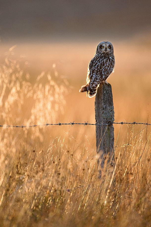 Photography Digital Wildlife Photography