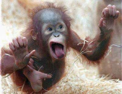 Funny Monkey Face New Photos 2012 | Funny Animals