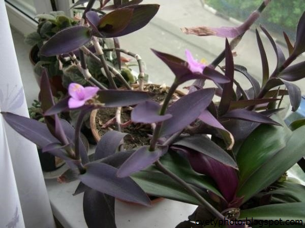 Фиолетовый Комнатный Цветок Фото И Название