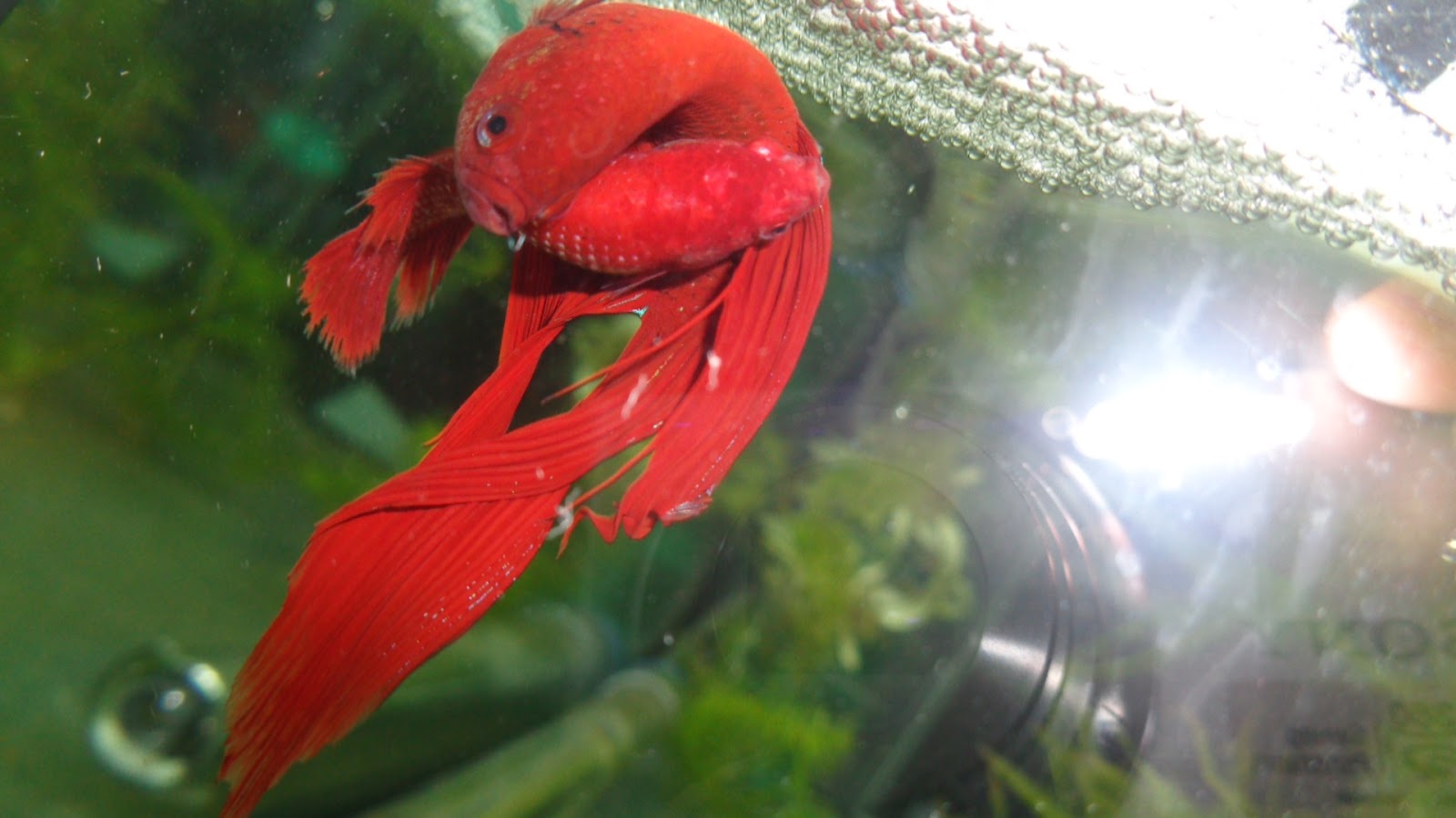 Vand Betta: Femela betta super red
