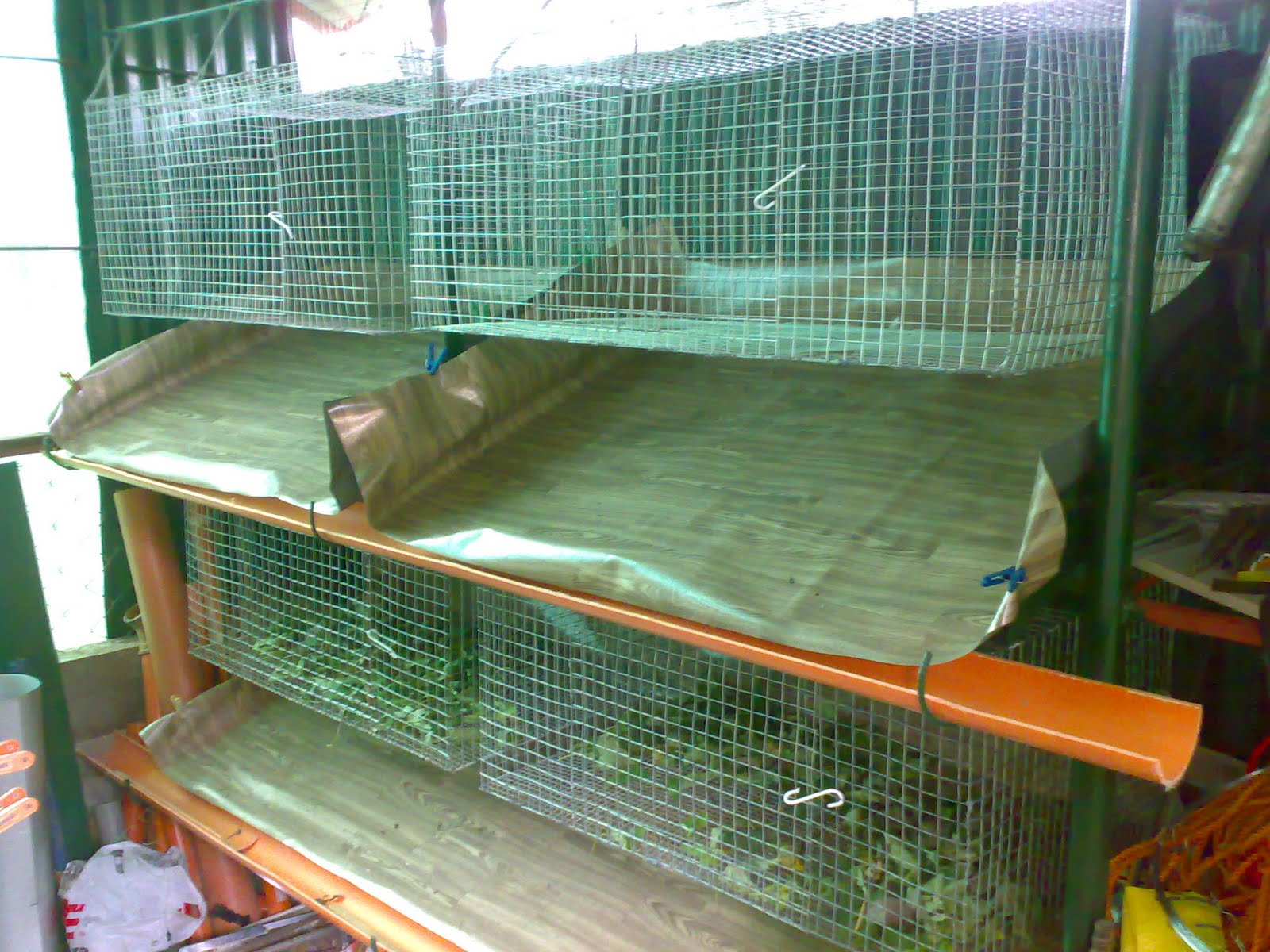 Raising Rabbits Rabbit Housing Cages on the Right Wall