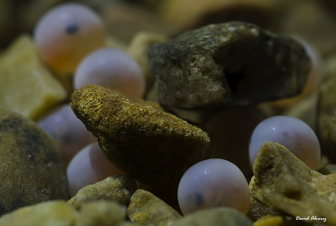 Naturaleza Cantábrica El nacimiento del salmón Naturaleza Cantábrica El nacimiento del salmón