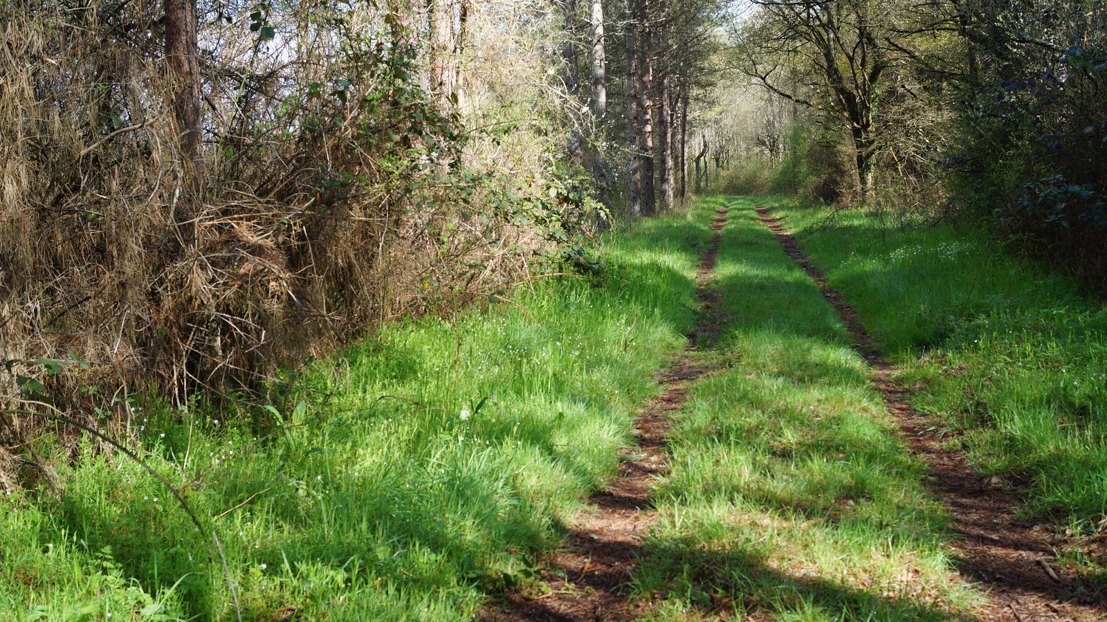 ID2 Rando 45, Ménestreau en Villette, Etangs et forêt de Sologne 6,1km