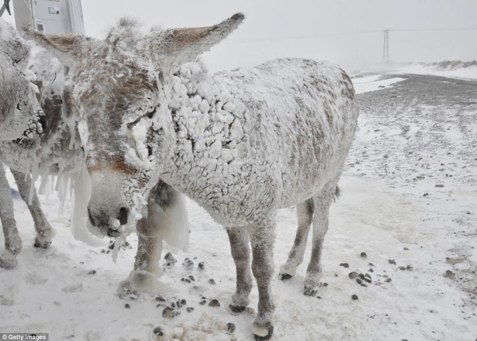 BLOG BLOG DONKEYS ARE FROZEN IN COLD WEATHER PLEASE TAKE CARE OF YOUR