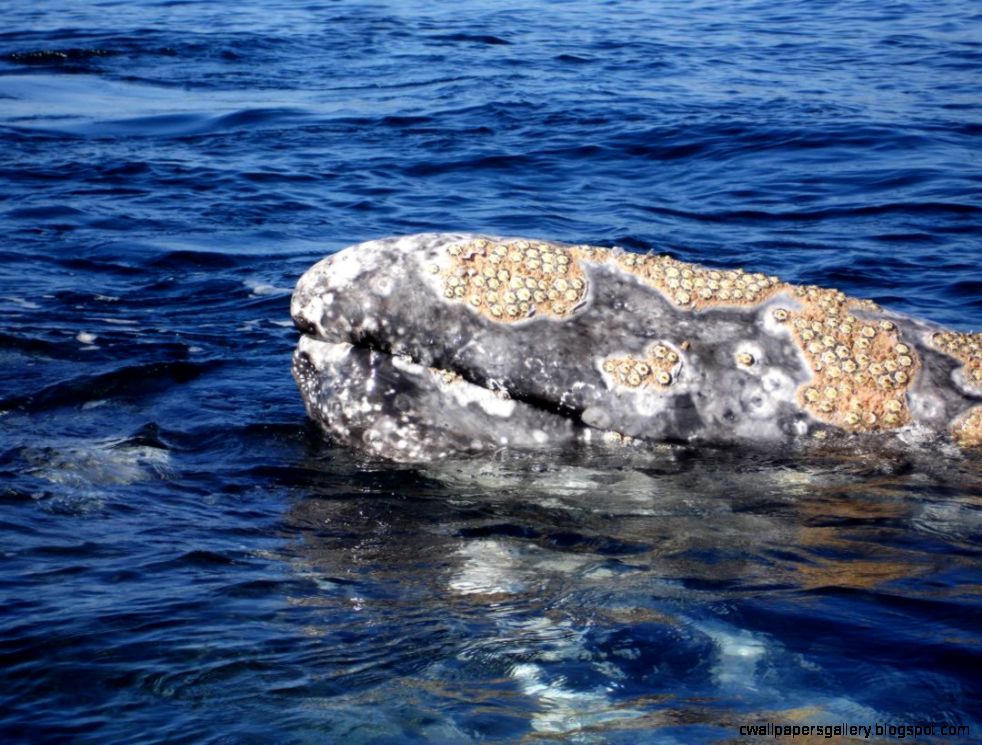 Barnacles On Skin Wallpapers Gallery