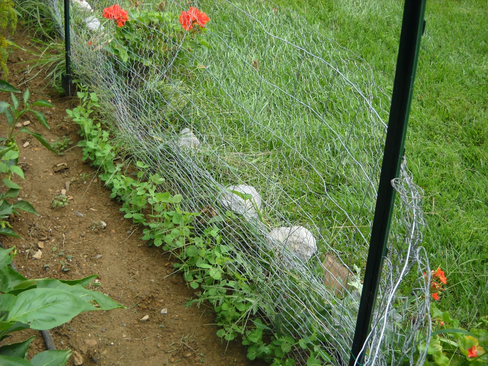 A Diva�s Garden Do You Soak Your Peas?