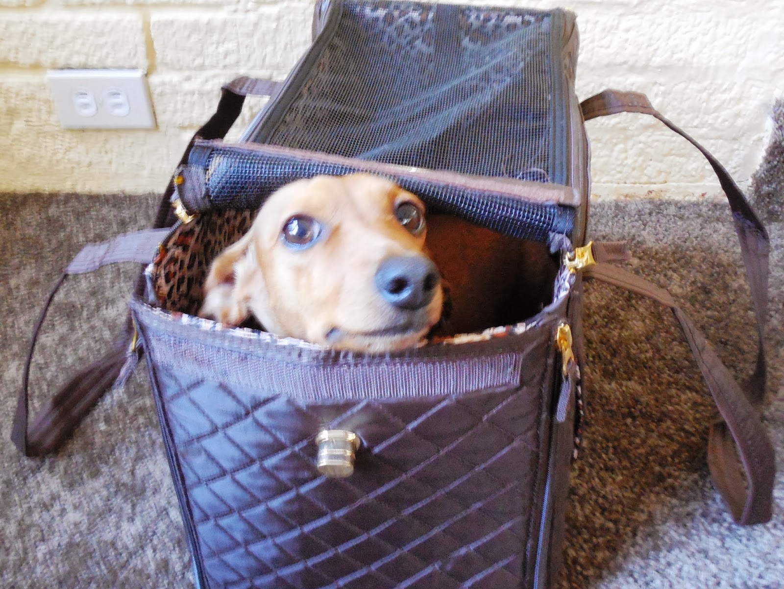 Sherpa Pet Carrier Review and Giveaway The Nutritionist Reviews