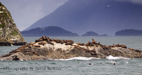 sea lions in Alaska