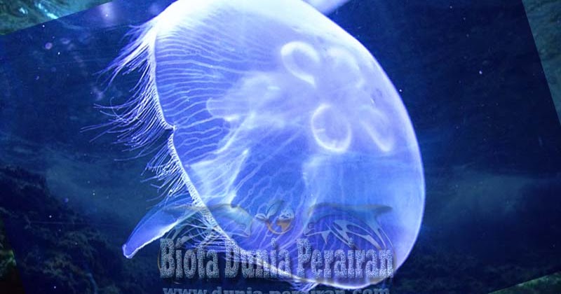 Mengenal Biota Perairan Ubur Ubur Species Aurelia Aurita Biota Dunia Perairan