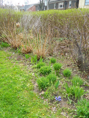 Toronto Summerhill spring garden cleanup before by Paul Jung Gardening Services
