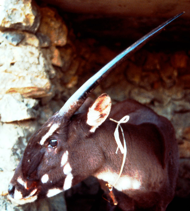Rare and Endangered Asian Unicorn (aka Saola)
