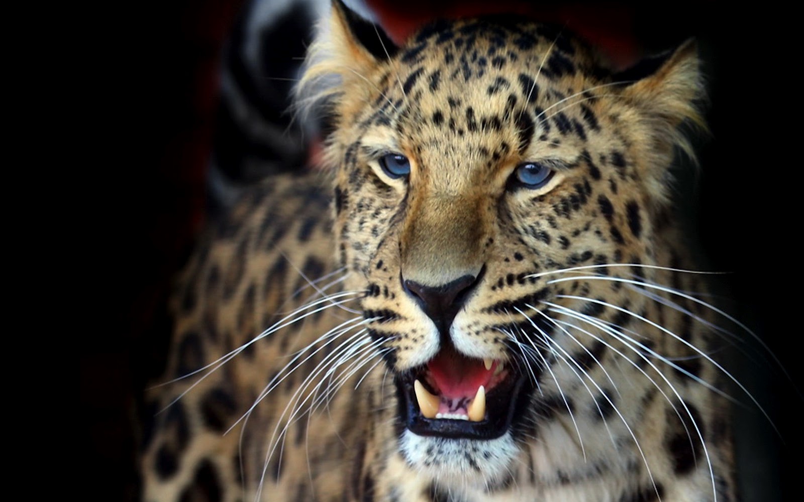 Sorry Leopard previews wallpaper: Sad Leopard in forest